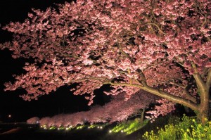 みなみ夜桜