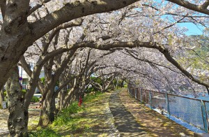 本郷公園桜